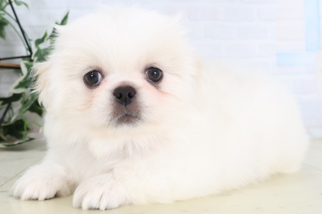 福岡県のペキニーズ (Coo&RIKUフォレストシティ春日店/2026年8月10日生まれ/男の子/ホワイト)の子犬の3枚目の画像
