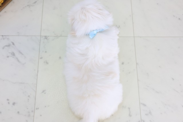 福岡県のペキニーズ (Coo&RIKUフォレストシティ春日店/2026年8月10日生まれ/男の子/ホワイト)の子犬の4枚目の画像