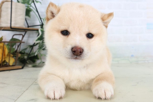 豆柴