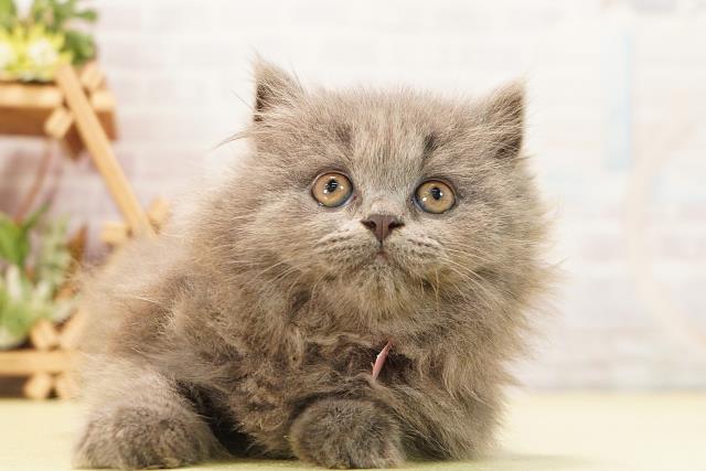 静岡県のブリティッシュロングヘアー (Coo&RIKU浜松店/2026年8月6日生まれ/女の子/ブルー)の子猫の1枚目の画像