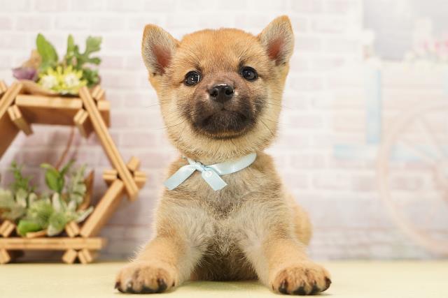 柴犬