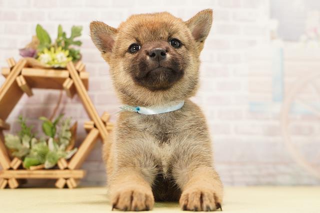 柴犬