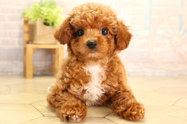 静岡県のトイプードル(トイ) (Coo&RIKU浜松店/2026年8月10日生まれ/男の子/レッドホワイト)の子犬の1枚目の画像