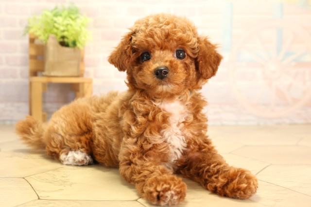 静岡県のトイプードル(トイ) (Coo&RIKU浜松店/2026年8月10日生まれ/男の子/レッドホワイト)の子犬の2枚目の画像
