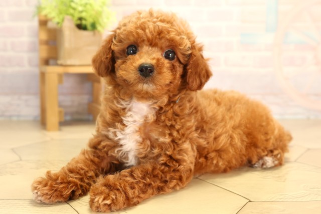 静岡県のトイプードル(トイ) (Coo&RIKU浜松店/2026年8月10日生まれ/男の子/レッドホワイト)の子犬の3枚目の画像