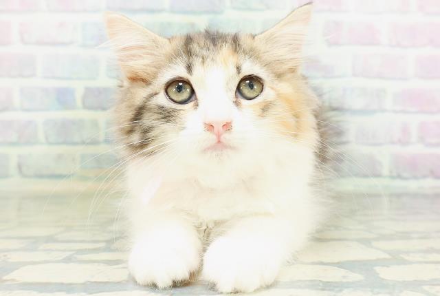 神奈川県のラガマフィン (Coo&RIKU平塚店/2026年7月16日生まれ/女の子/キャリコ)の子猫の1枚目の画像