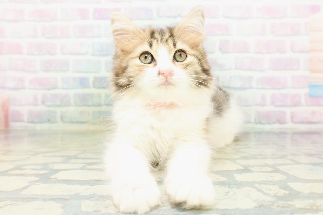東京都のラガマフィン (Coo&RIKU八王子西店/2026年7月16日生まれ/女の子/キャリコ)の子猫の1枚目の画像