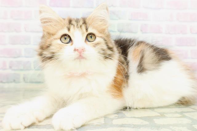 東京都のラガマフィン (Coo&RIKU八王子西店/2026年7月16日生まれ/女の子/キャリコ)の子猫の2枚目の画像