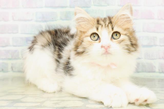 東京都のラガマフィン (Coo&RIKU八王子西店/2026年7月16日生まれ/女の子/キャリコ)の子猫の3枚目の画像
