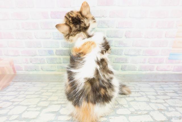 東京都のラガマフィン (Coo&RIKU八王子西店/2026年7月16日生まれ/女の子/キャリコ)の子猫の4枚目の画像