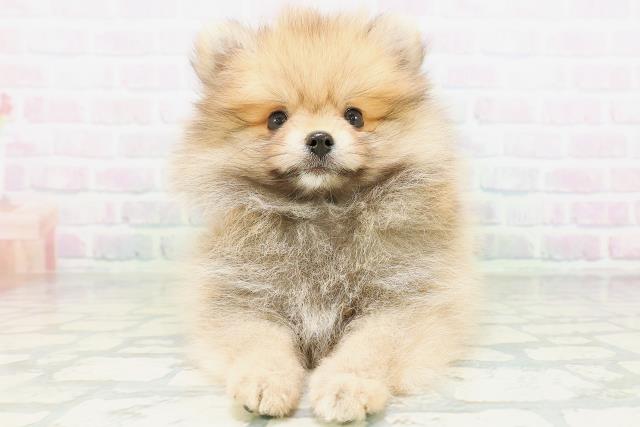 東京都のポメラニアン (Coo&RIKU新宿三丁目店/2026年8月10日生まれ/男の子/オレンジ)の子犬の1枚目の画像
