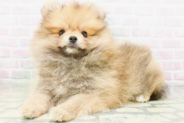 東京都のポメラニアン (Coo&RIKU新宿三丁目店/2026年8月10日生まれ/男の子/オレンジ)の子犬の2枚目の画像