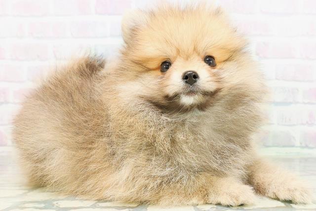 東京都のポメラニアン (Coo&RIKU新宿三丁目店/2026年8月10日生まれ/男の子/オレンジ)の子犬の3枚目の画像