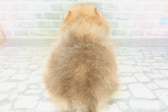 東京都のポメラニアン (Coo&RIKU新宿三丁目店/2026年8月10日生まれ/男の子/オレンジ)の子犬の4枚目の画像