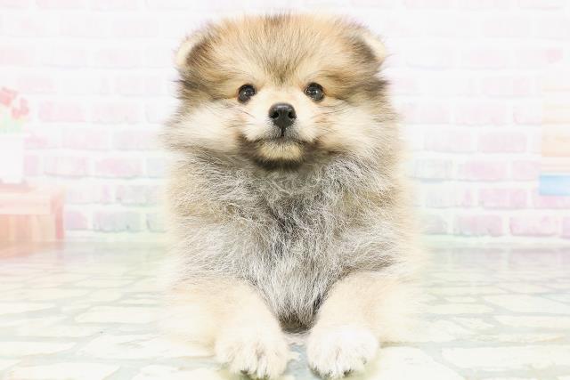 東京都のポメラニアン (Coo&RIKU赤坂店/2026年8月10日生まれ/男の子/オレンジ)の子犬の1枚目の画像