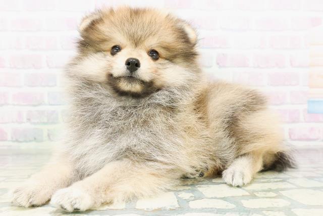 東京都のポメラニアン (Coo&RIKU赤坂店/2026年8月10日生まれ/男の子/オレンジ)の子犬の2枚目の画像