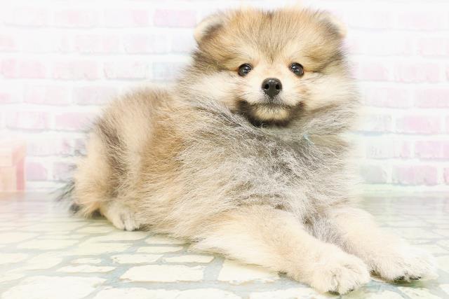 東京都のポメラニアン (Coo&RIKU赤坂店/2026年8月10日生まれ/男の子/オレンジ)の子犬の3枚目の画像