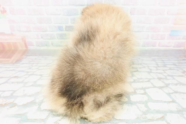 東京都のポメラニアン (Coo&RIKU赤坂店/2026年8月10日生まれ/男の子/オレンジ)の子犬の4枚目の画像