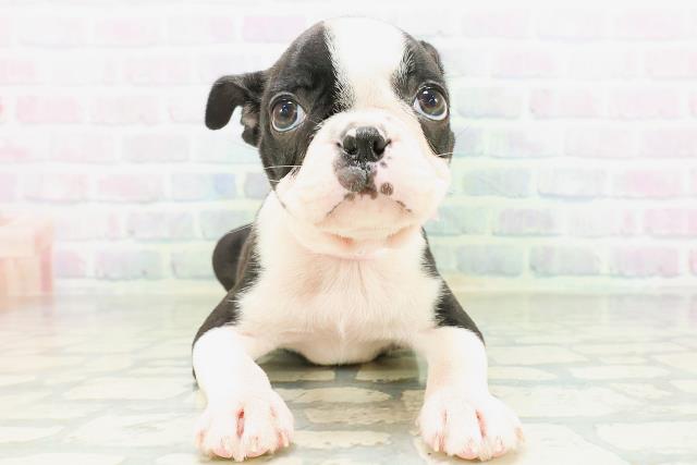 埼玉県のボストンテリア (Coo&RIKU川越店/2026年8月12日生まれ/女の子/ボストンカラー)の子犬の1枚目の画像
