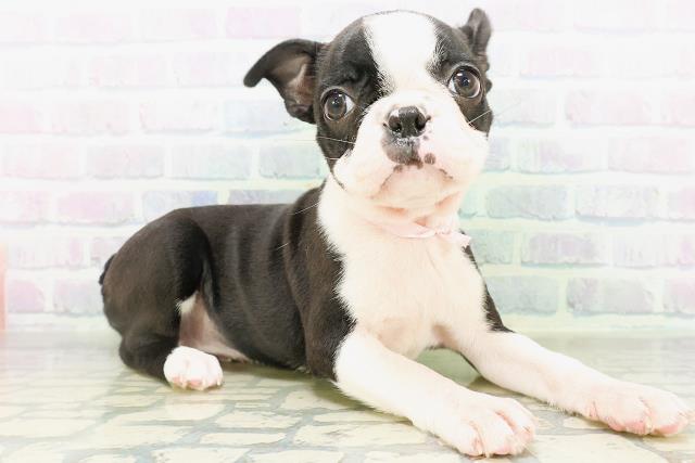 埼玉県のボストンテリア (Coo&RIKU川越店/2026年8月12日生まれ/女の子/ボストンカラー)の子犬の3枚目の画像