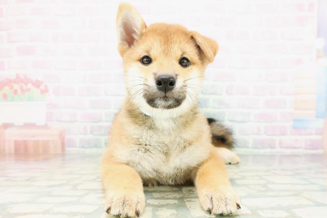 柴犬