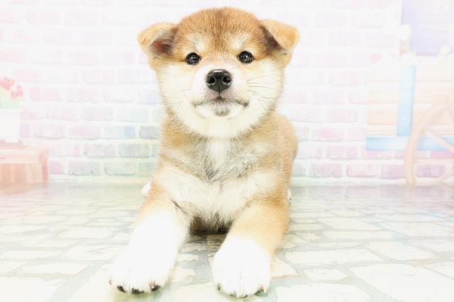 柴犬