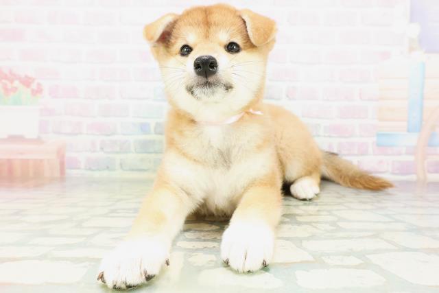 柴犬