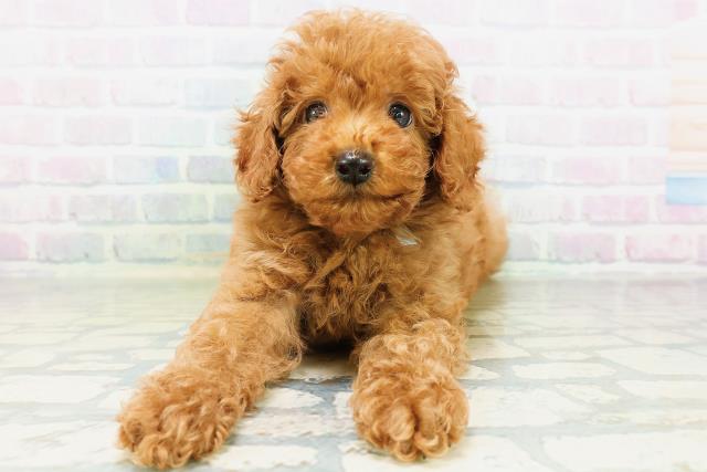 東京都のトイプードル(トイ) (Coo&RIKU大久保店/2026年8月10日生まれ/男の子/レッド)の子犬の1枚目の画像