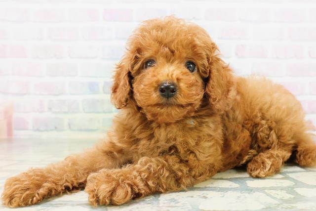 東京都のトイプードル(トイ) (Coo&RIKU大久保店/2026年8月10日生まれ/男の子/レッド)の子犬の2枚目の画像