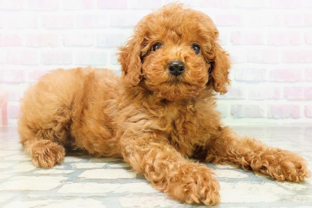 東京都のトイプードル(トイ) (Coo&RIKU大久保店/2026年8月10日生まれ/男の子/レッド)の子犬の3枚目の画像