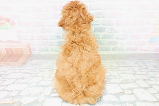 東京都のトイプードル(トイ) (Coo&RIKU大久保店/2026年8月10日生まれ/男の子/レッド)の子犬の4枚目の画像