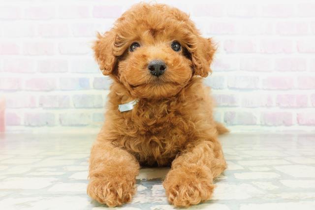東京都のトイプードル(トイ) (Coo&RIKU新宿三丁目店/2026年8月10日生まれ/男の子/レッド)の子犬の1枚目の画像