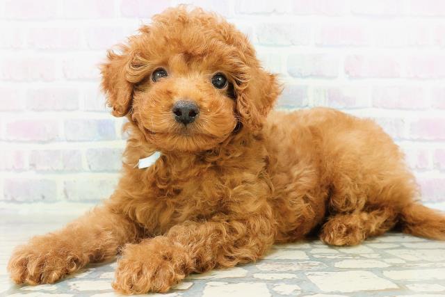 東京都のトイプードル(トイ) (Coo&RIKU新宿三丁目店/2026年8月10日生まれ/男の子/レッド)の子犬の2枚目の画像