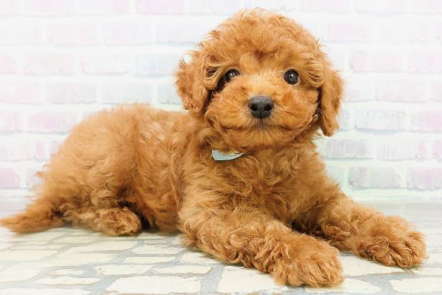 東京都のトイプードル(トイ) (Coo&RIKU新宿三丁目店/2026年8月10日生まれ/男の子/レッド)の子犬の3枚目の画像
