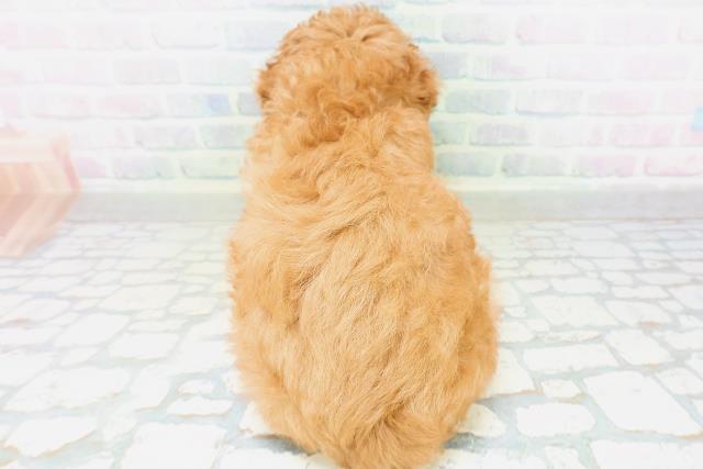 東京都のトイプードル(トイ) (Coo&RIKU新宿三丁目店/2026年8月10日生まれ/男の子/レッド)の子犬の4枚目の画像