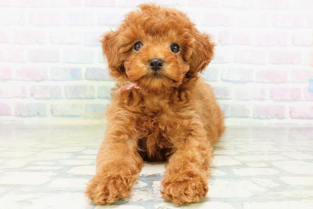 東京都のトイプードル(トイ) (Coo&RIKU立川店/2026年8月10日生まれ/女の子/レッド)の子犬の1枚目の画像