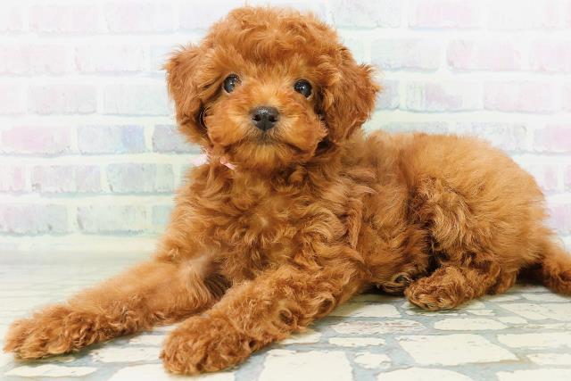 東京都のトイプードル(トイ) (Coo&RIKU立川店/2026年8月10日生まれ/女の子/レッド)の子犬の2枚目の画像