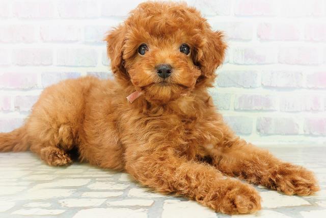 東京都のトイプードル(トイ) (Coo&RIKU立川店/2026年8月10日生まれ/女の子/レッド)の子犬の3枚目の画像