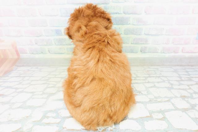 東京都のトイプードル(トイ) (Coo&RIKU立川店/2026年8月10日生まれ/女の子/レッド)の子犬の4枚目の画像