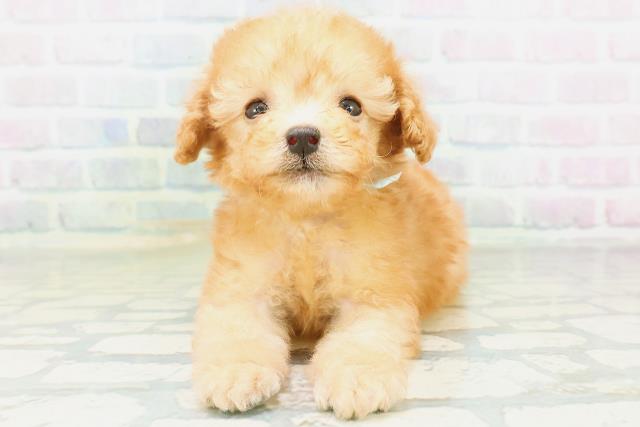 神奈川県のトイプードル(トイ) (Coo&RIKU横浜港南台店/2026年8月12日生まれ/男の子/アプリコット)の子犬の1枚目の画像