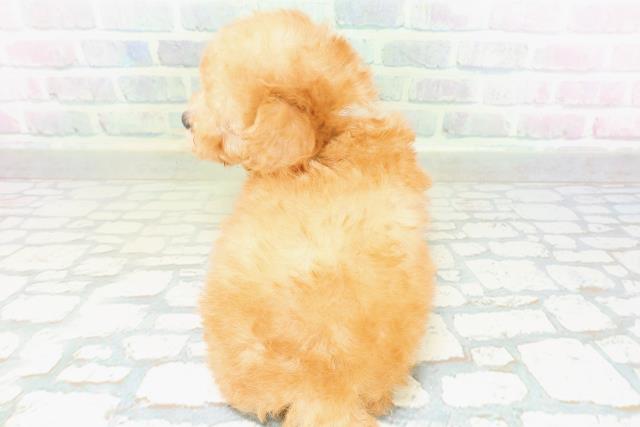 神奈川県のトイプードル(トイ) (Coo&RIKU横浜港南台店/2026年8月12日生まれ/男の子/アプリコット)の子犬の4枚目の画像