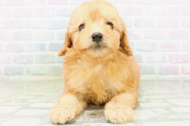 東京都のトイプードル(トイ) (Coo&RIKU赤坂店/2026年8月12日生まれ/女の子/アプリコット)の子犬の1枚目の画像