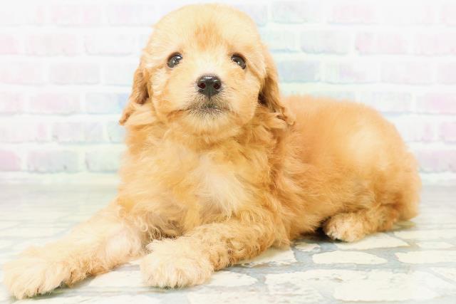 東京都のトイプードル(トイ) (Coo&RIKU赤坂店/2026年8月12日生まれ/女の子/アプリコット)の子犬の2枚目の画像