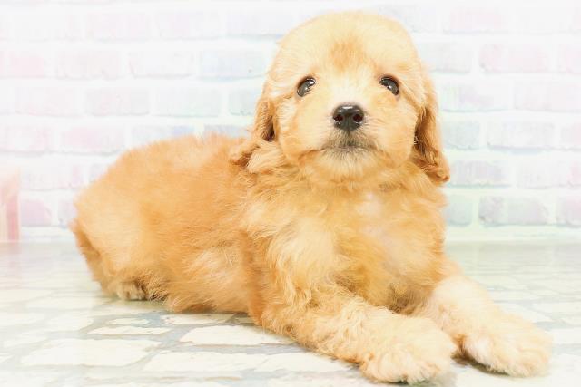 東京都のトイプードル(トイ) (Coo&RIKU赤坂店/2026年8月12日生まれ/女の子/アプリコット)の子犬の3枚目の画像