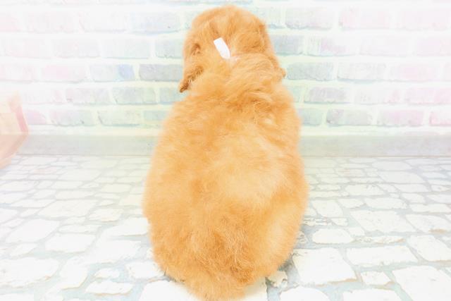 東京都のトイプードル(トイ) (Coo&RIKU赤坂店/2026年8月12日生まれ/女の子/アプリコット)の子犬の4枚目の画像