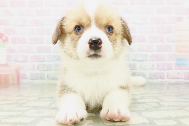 茨城県のウェルシュコーギーペンブローク (Coo&RIKU日立店/2026年8月12日生まれ/男の子/レッドホワイト)の子犬の1枚目の画像