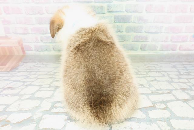 茨城県のウェルシュコーギーペンブローク (Coo&RIKU日立店/2026年8月12日生まれ/男の子/レッドホワイト)の子犬の4枚目の画像