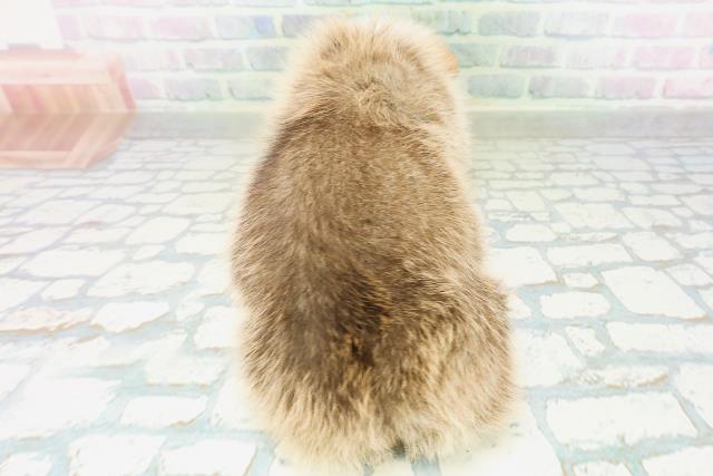 栃木県のウェルシュコーギーペンブローク (Coo&RIKU足利店/2026年8月12日生まれ/男の子/レッドホワイト)の子犬の4枚目の画像