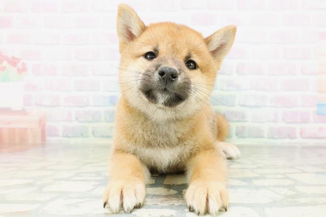 柴犬