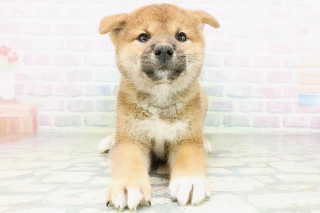 柴犬